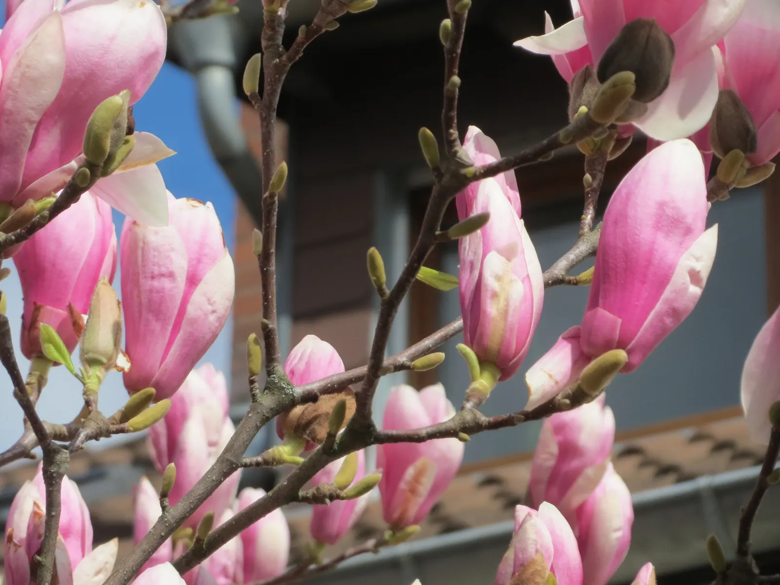 Saucer Magnolia, Tulip Tree (Magnolia X Soulangeana) — adding seasonal interest.<br><br>When designing with Saucer Magnolias in mind