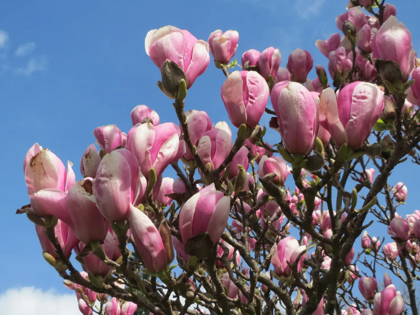 Saucer Magnolia, Tulip Tree (Magnolia X Soulangeana) — this specimen boasts a broad; tree for full or half