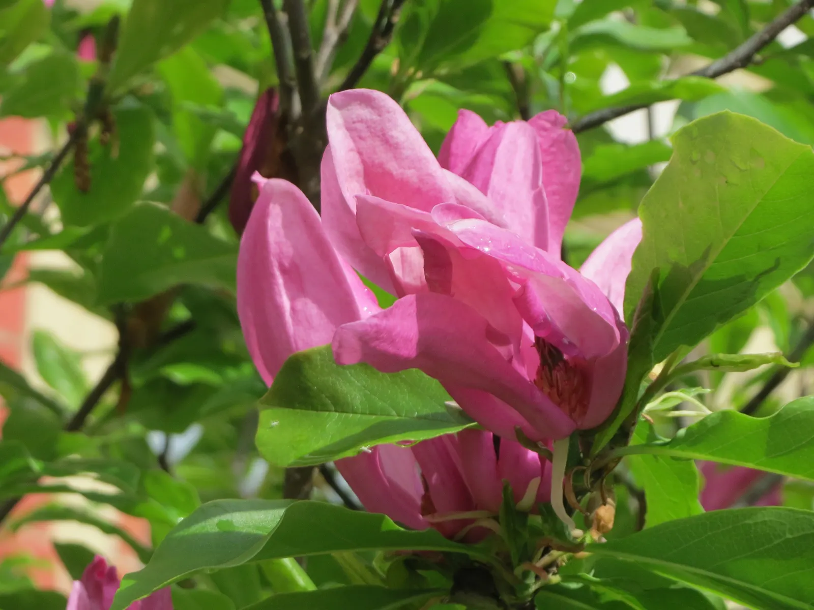 Saucer Magnolia, Tulip Tree (Magnolia X Soulangeana) — best done after flowering to avoid cutting off next year's buds; additionally, sheltering from strong