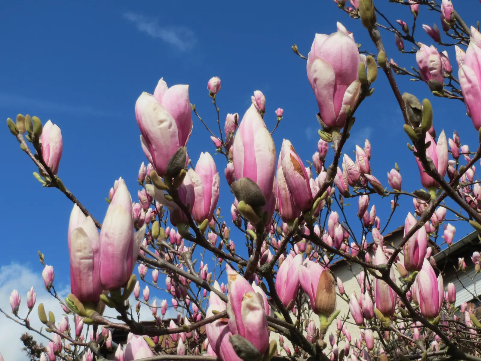 Saucer Magnolia, Tulip Tree (Magnolia X Soulangeana) — extending up to 6 inches in length