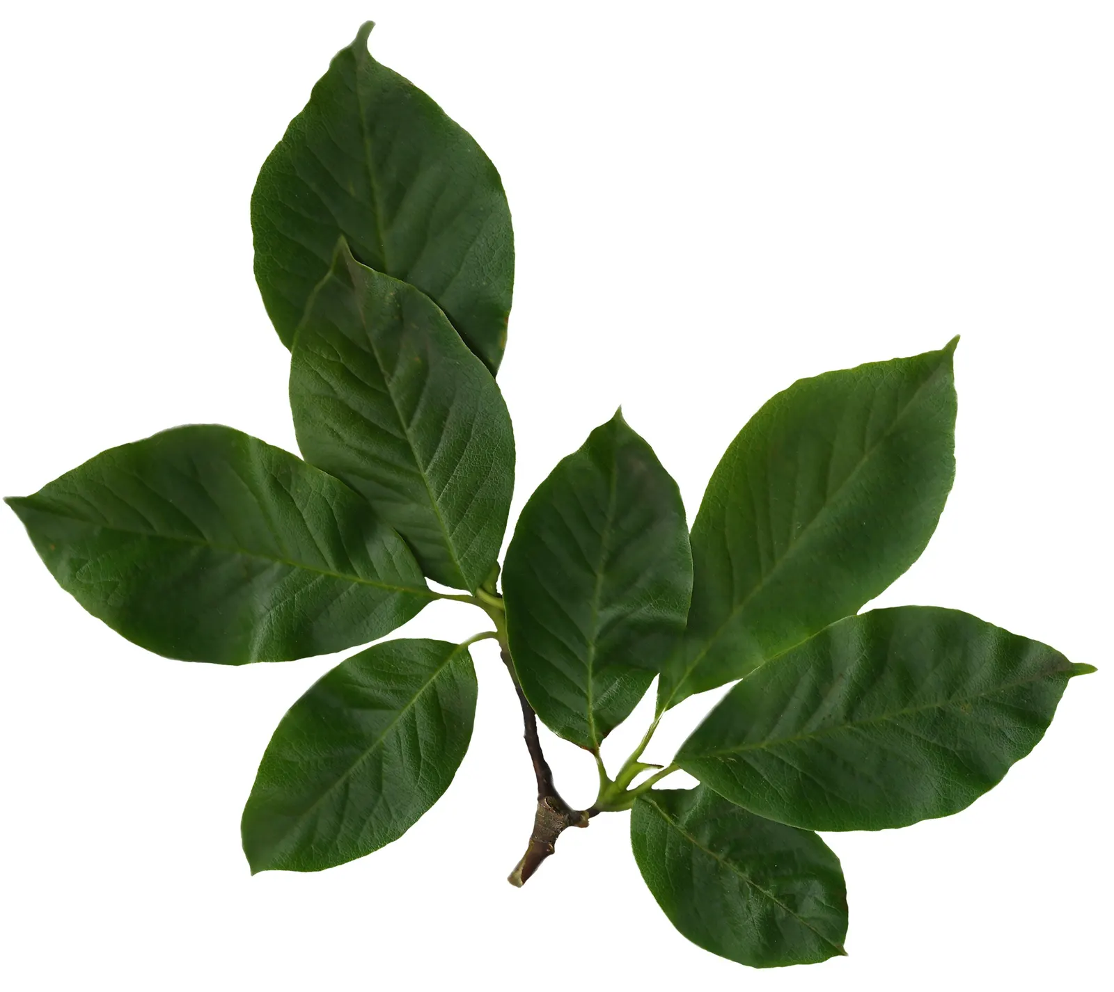 Saucer Magnolia, Tulip Tree (Magnolia X Soulangeana) — Additionally, sheltering from strong winds helps protect the delicate spring blooms; adding, image 48
