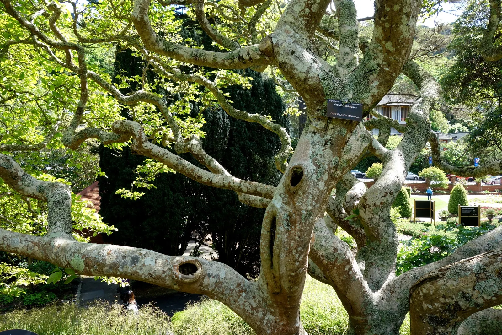 Saucer Magnolia, Tulip Tree (Magnolia X Soulangeana) — A cross between Magnolia denudata and Magnolia liliiflora; it's important to provide, image 128