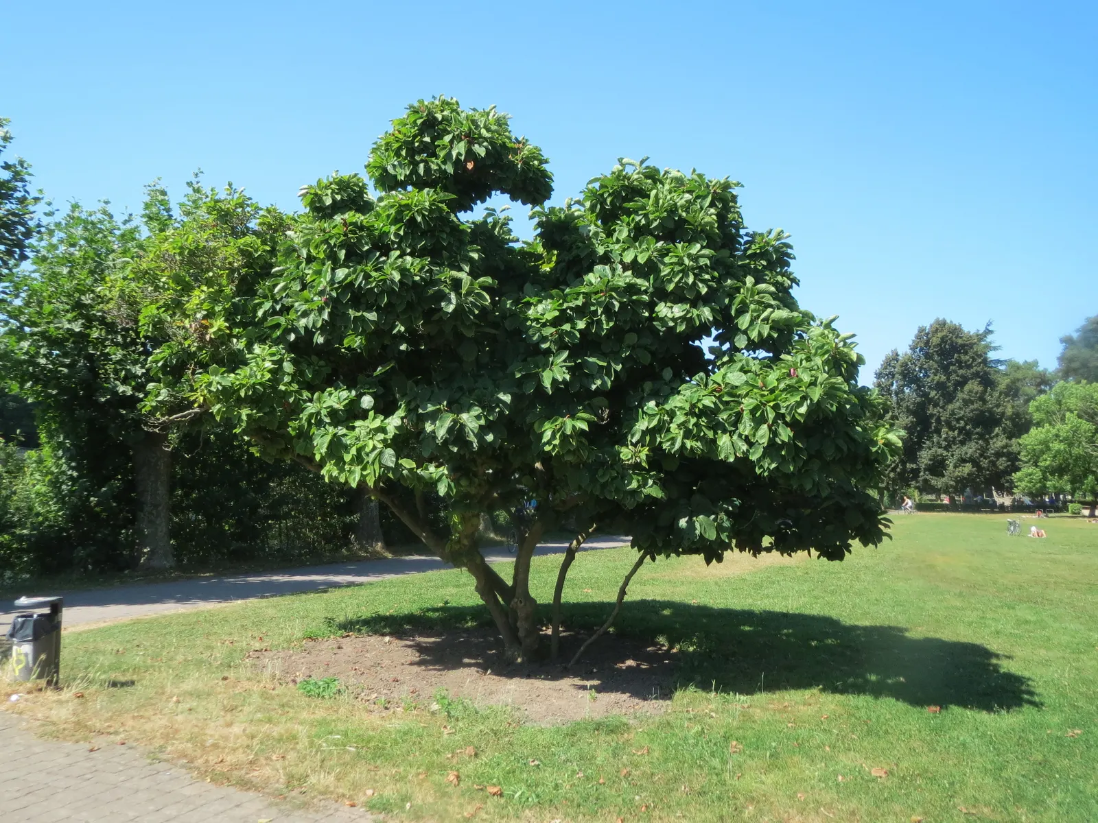 Saucer Magnolia, Tulip Tree (Magnolia X Soulangeana) — A cross between Magnolia denudata and Magnolia liliiflora