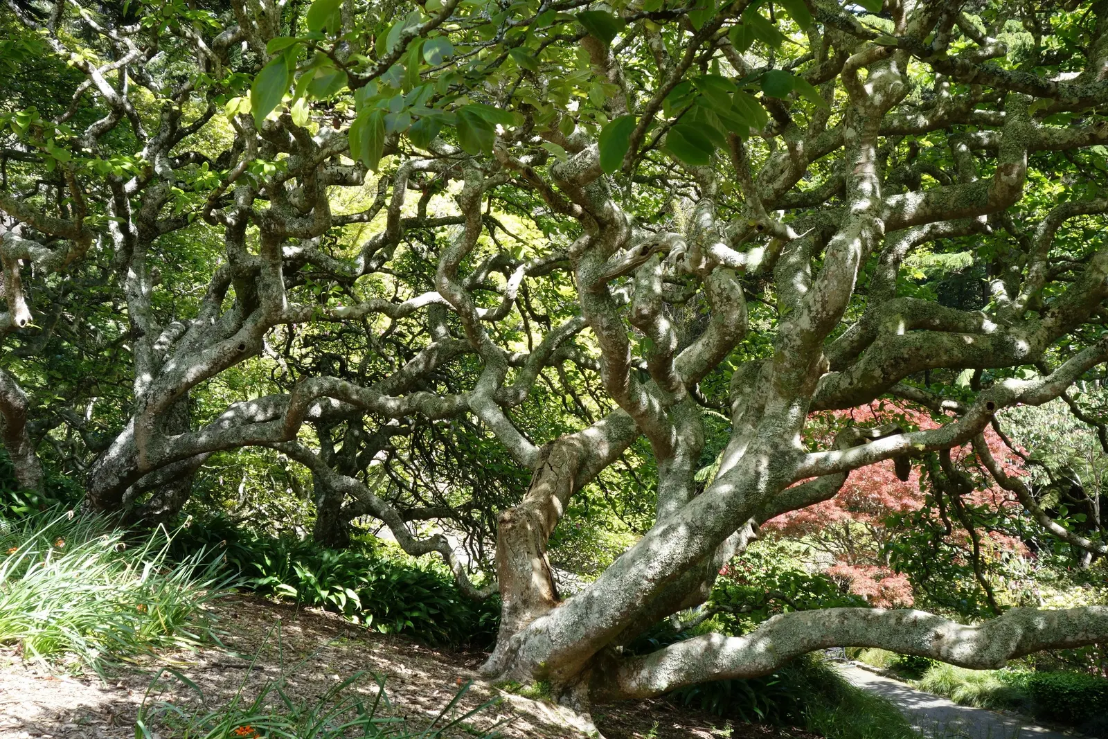 Saucer Magnolia, Tulip Tree (Magnolia X Soulangeana) — spreading form typically reaching 20 to 25 feet in height with a similar crown width, image 130