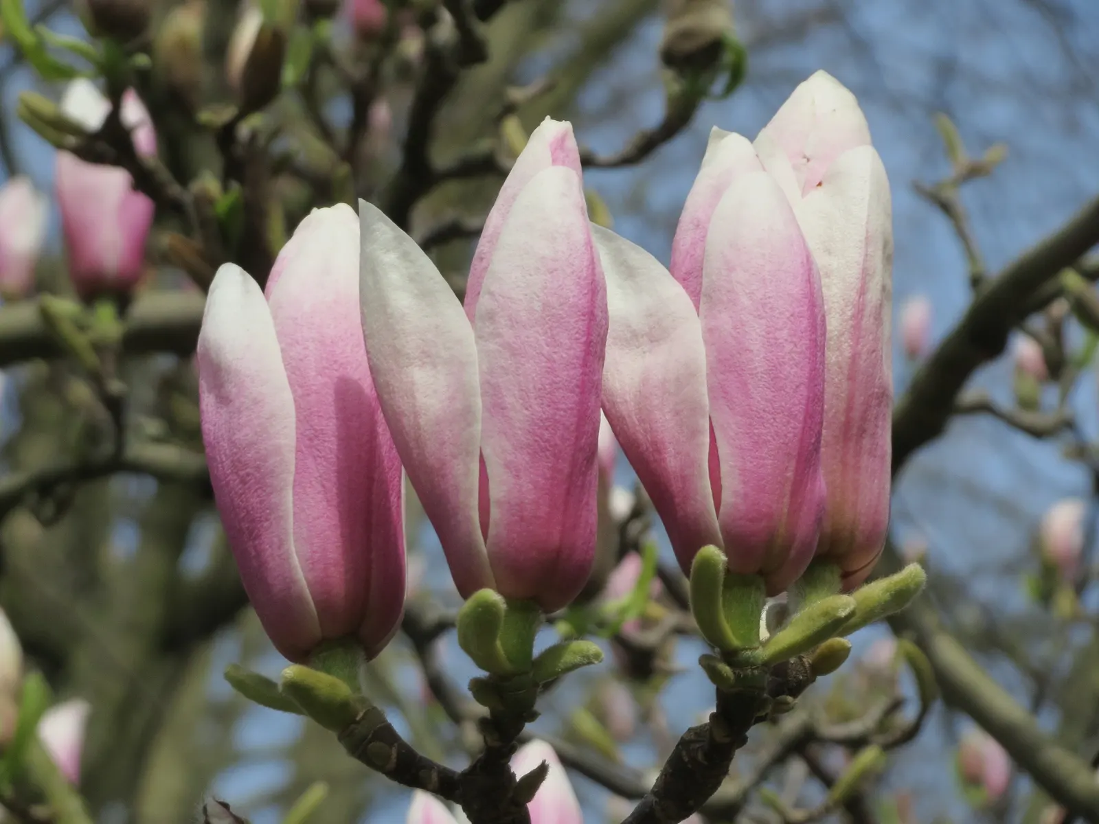 Saucer Magnolia, Tulip Tree (Magnolia X Soulangeana) — Additionally, sheltering from strong winds helps protect the delicate spring blooms