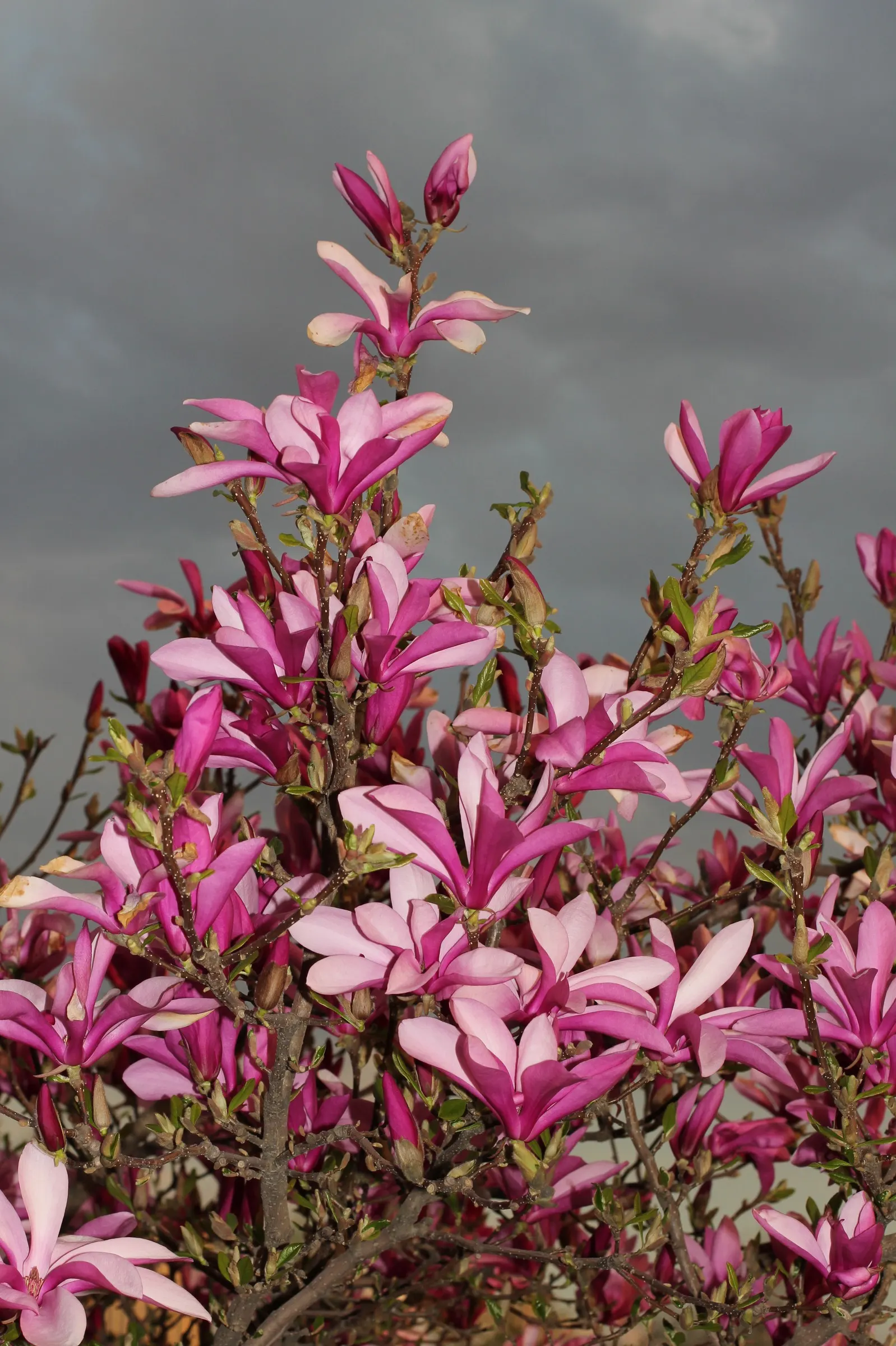 Saucer Magnolia, Tulip Tree (Magnolia X Soulangeana) — The blossoms exhibit a gradient of hues; this specimen boasts a broad, image 60