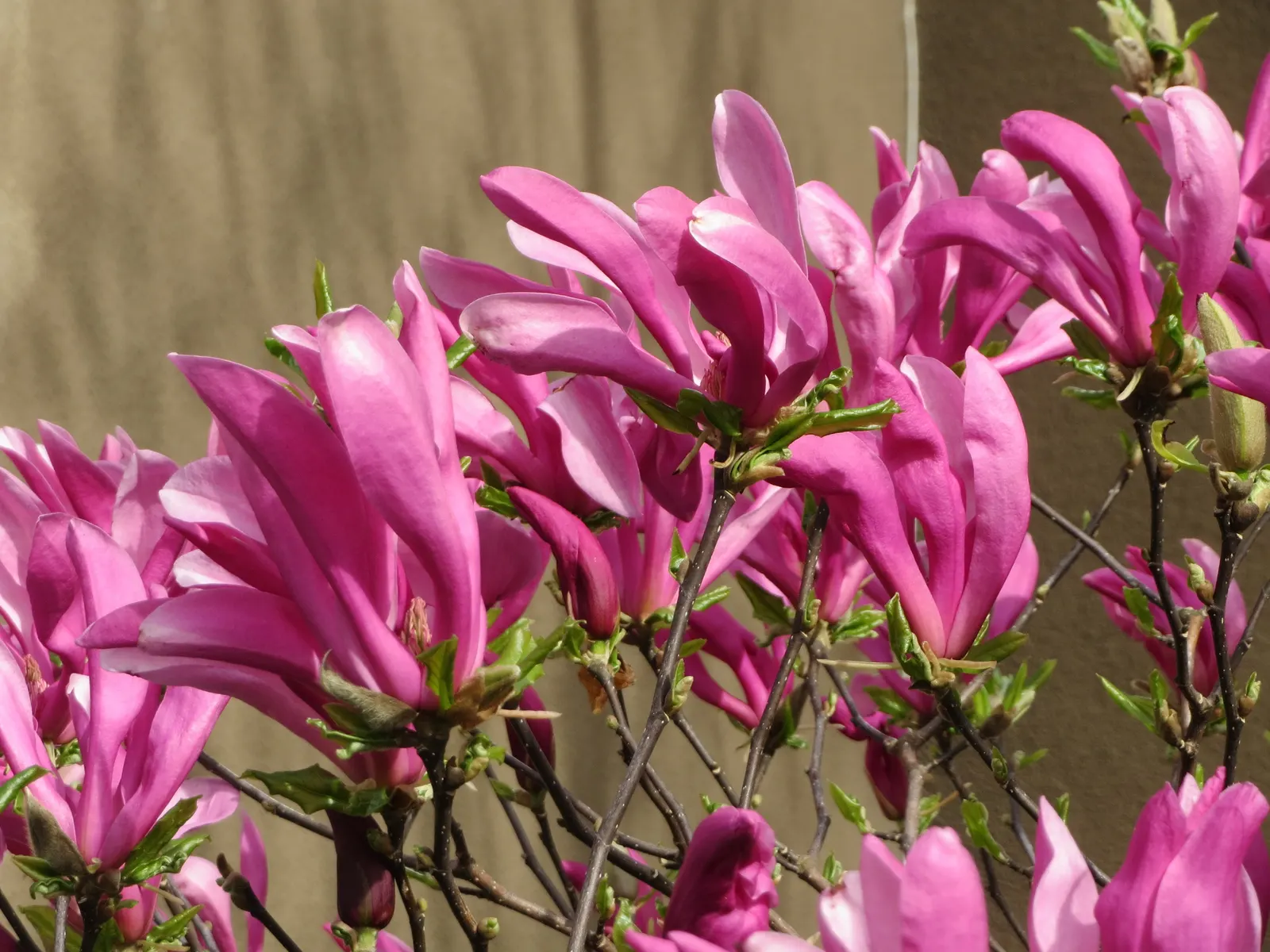 Saucer Magnolia, Tulip Tree (Magnolia X Soulangeana) — this deciduous beauty reaches 20-30 feet in height with a spread of 25 feet at maturity; spreading form