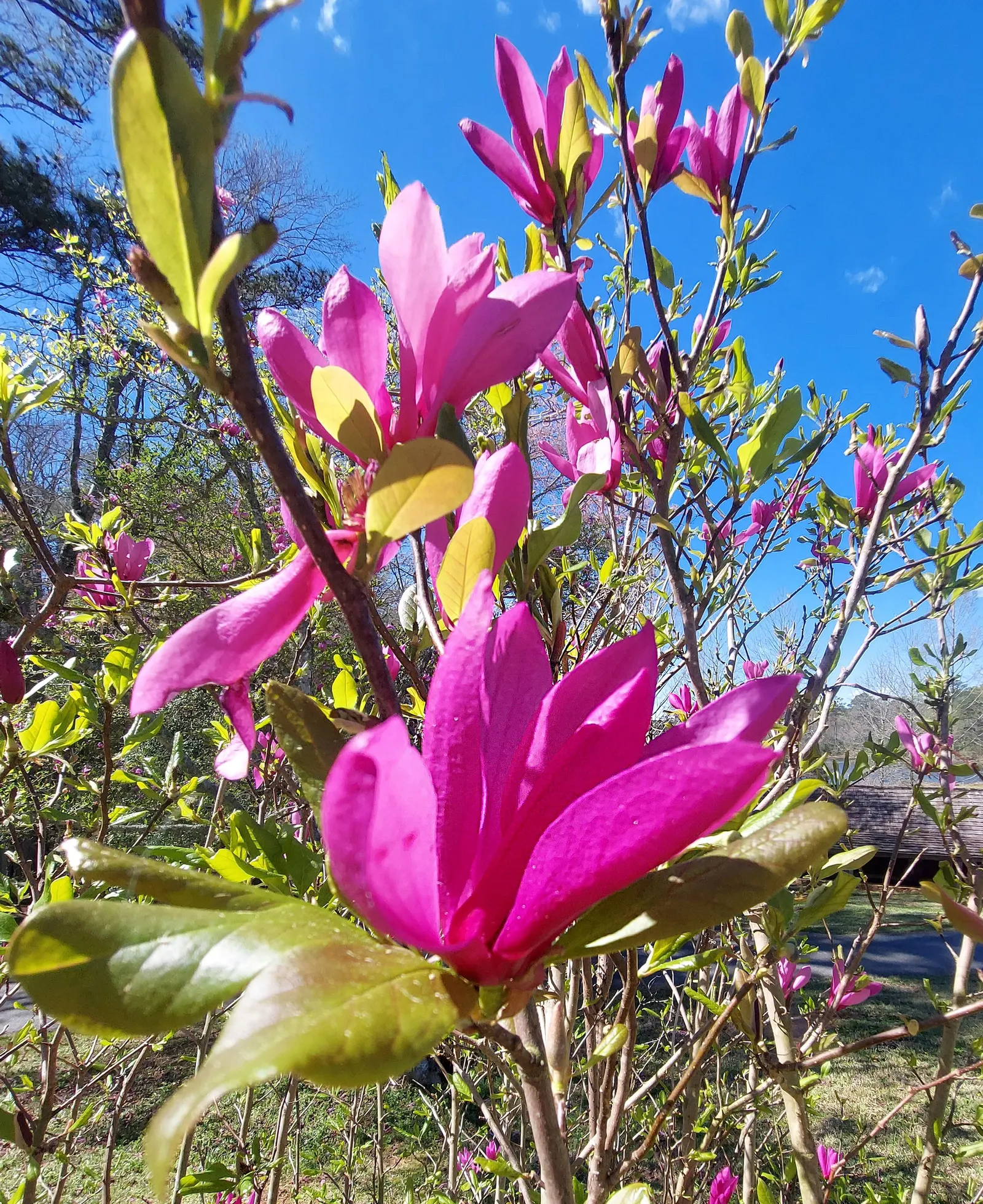 Saucer Magnolia, Tulip Tree (Magnolia X Soulangeana) — tree with pink blooms; and may turn an attractive yellowish-bronze in the fall, image 125