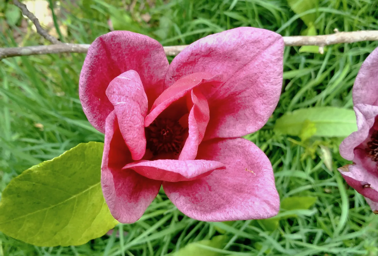 Saucer Magnolia, Tulip Tree (Magnolia X Soulangeana) — pink flowers in the garden