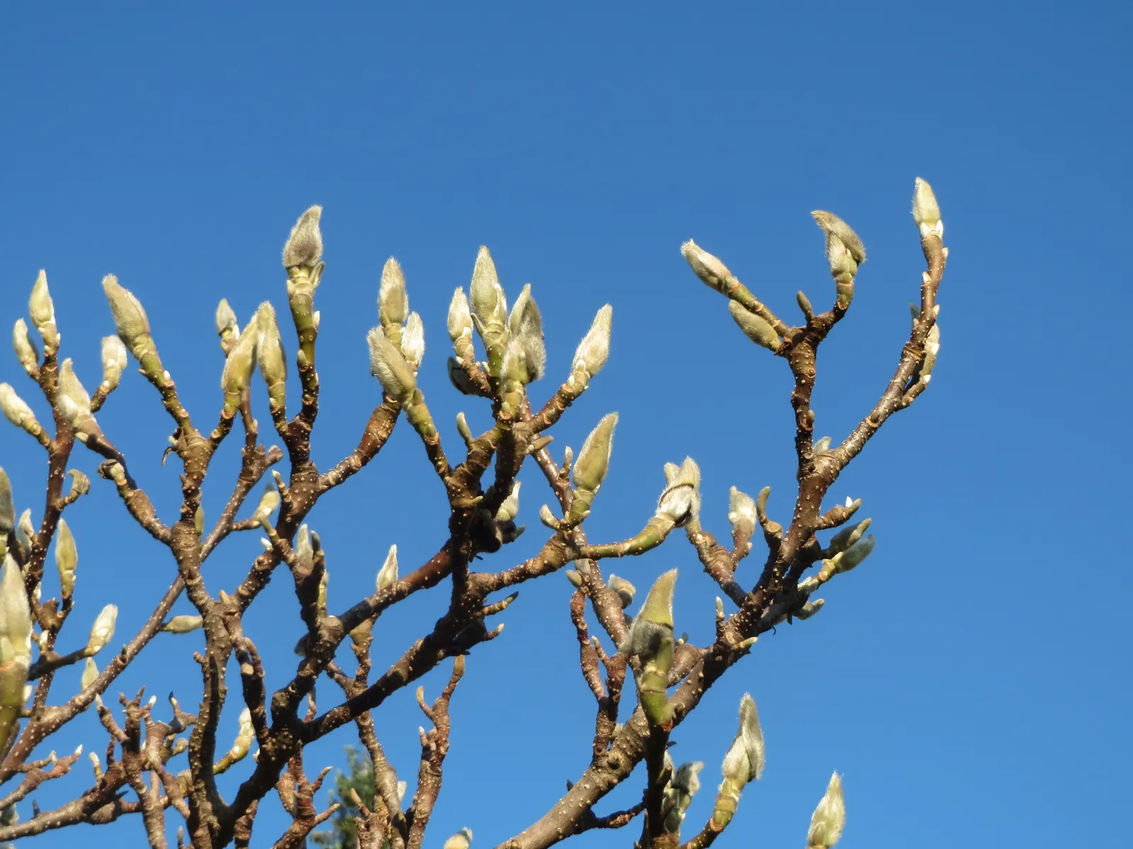 Saucer Magnolia, Tulip Tree (Magnolia X Soulangeana) — extending up to 6 inches in length; they prefer full sun to partial shade exposures for optimal floral