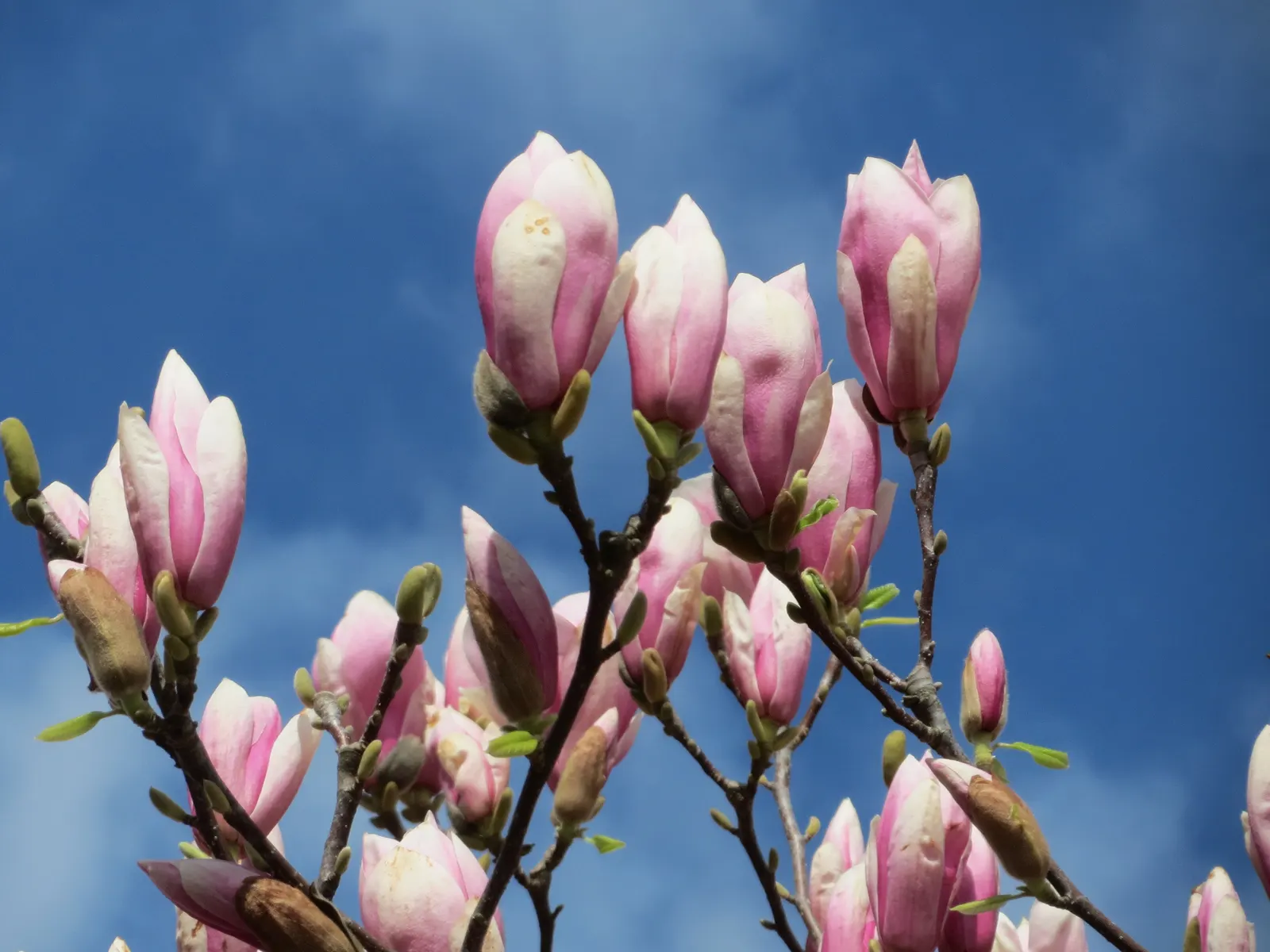 Saucer Magnolia, Tulip Tree (Magnolia X Soulangeana) — and may turn an attractive yellowish-bronze in the fall