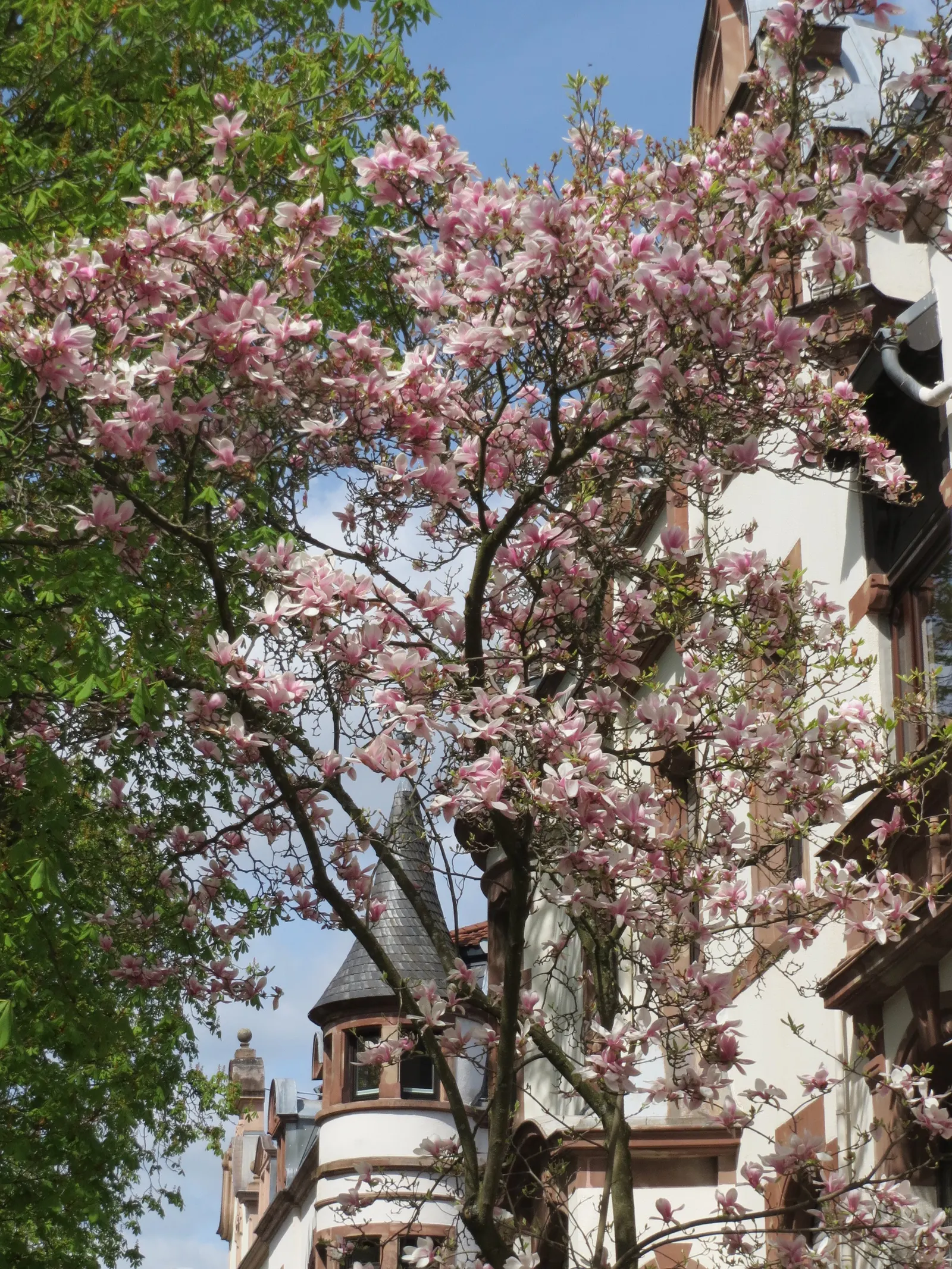 Saucer Magnolia, Tulip Tree (Magnolia X Soulangeana) — spreading form typically reaching 20 to 25 feet in height with a similar crown width; extending up to 6