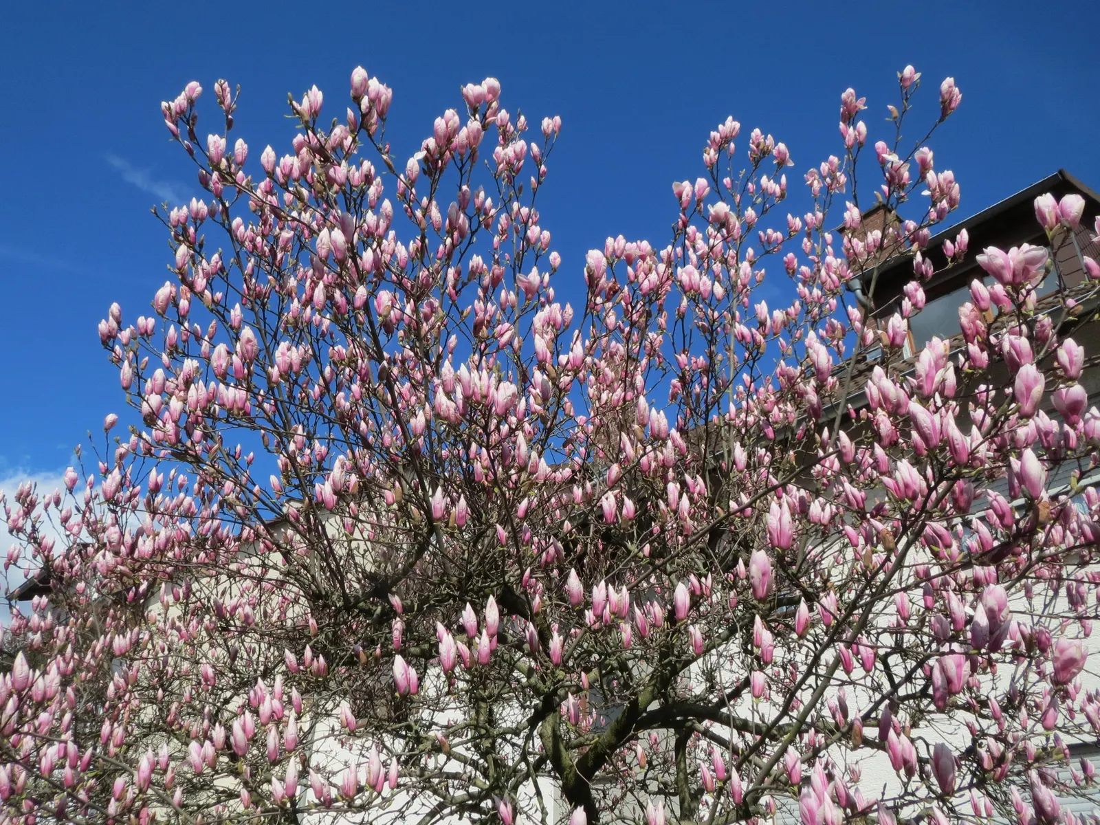Saucer Magnolia, Tulip Tree (Magnolia X Soulangeana) — They prefer full sun to partial shade exposures for optimal floral display