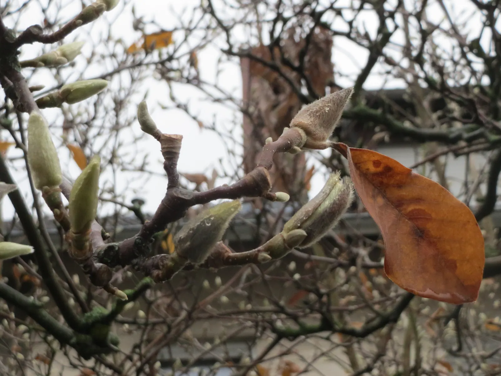 Saucer Magnolia, Tulip Tree (Magnolia X Soulangeana) — Additionally, sheltering from strong winds helps protect the delicate spring blooms; adding seasonal