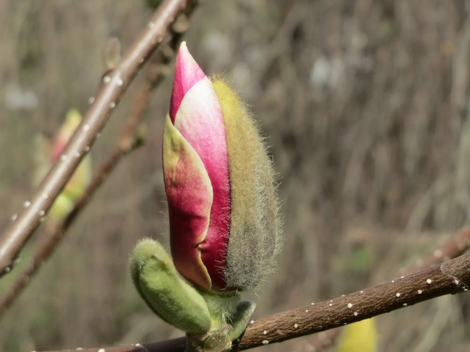 Saucer Magnolia, Tulip Tree (Magnolia X Soulangeana) — This tree also requires minimal pruning