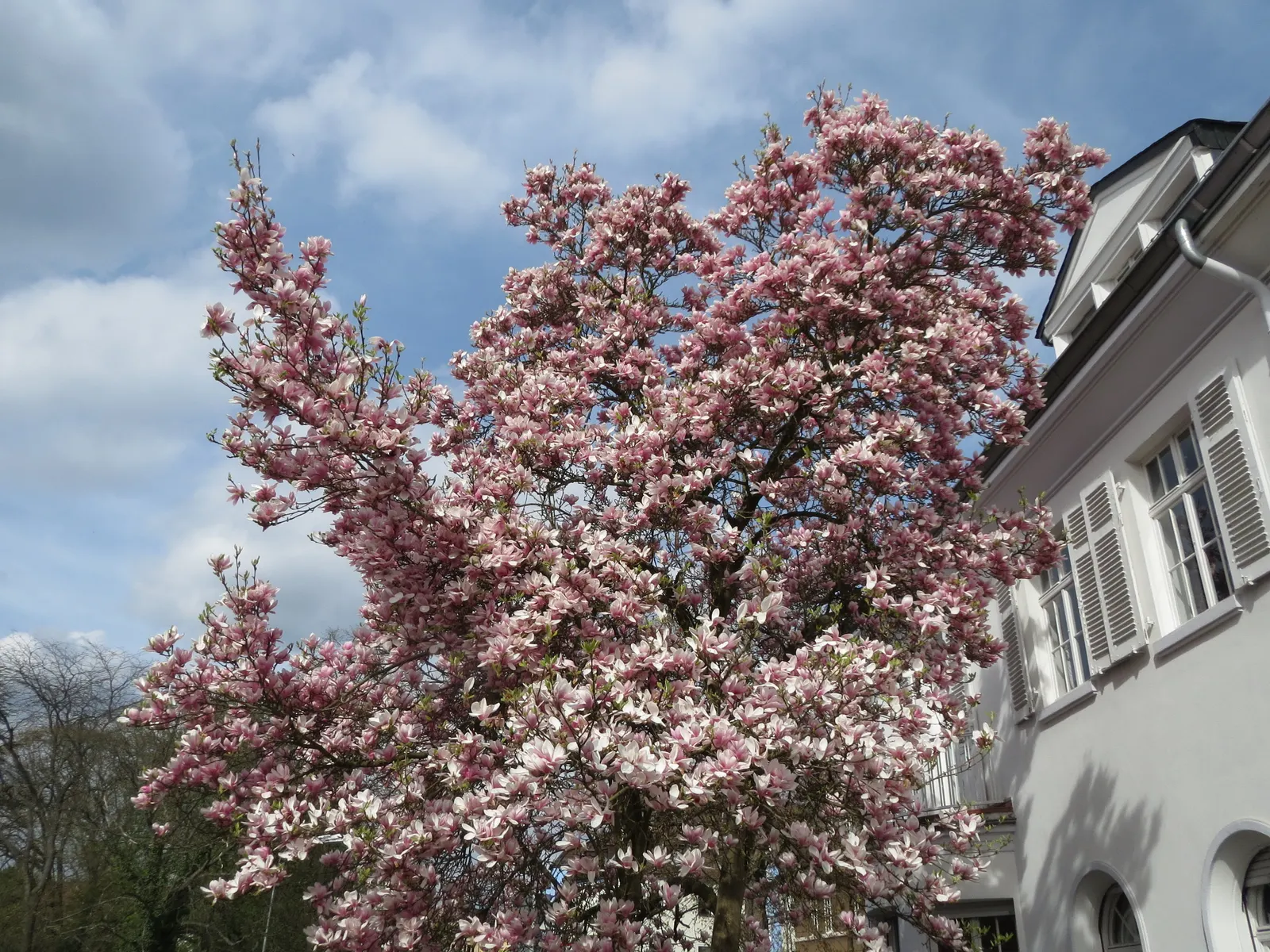 Saucer Magnolia, Tulip Tree (Magnolia X Soulangeana) — tree for full or half