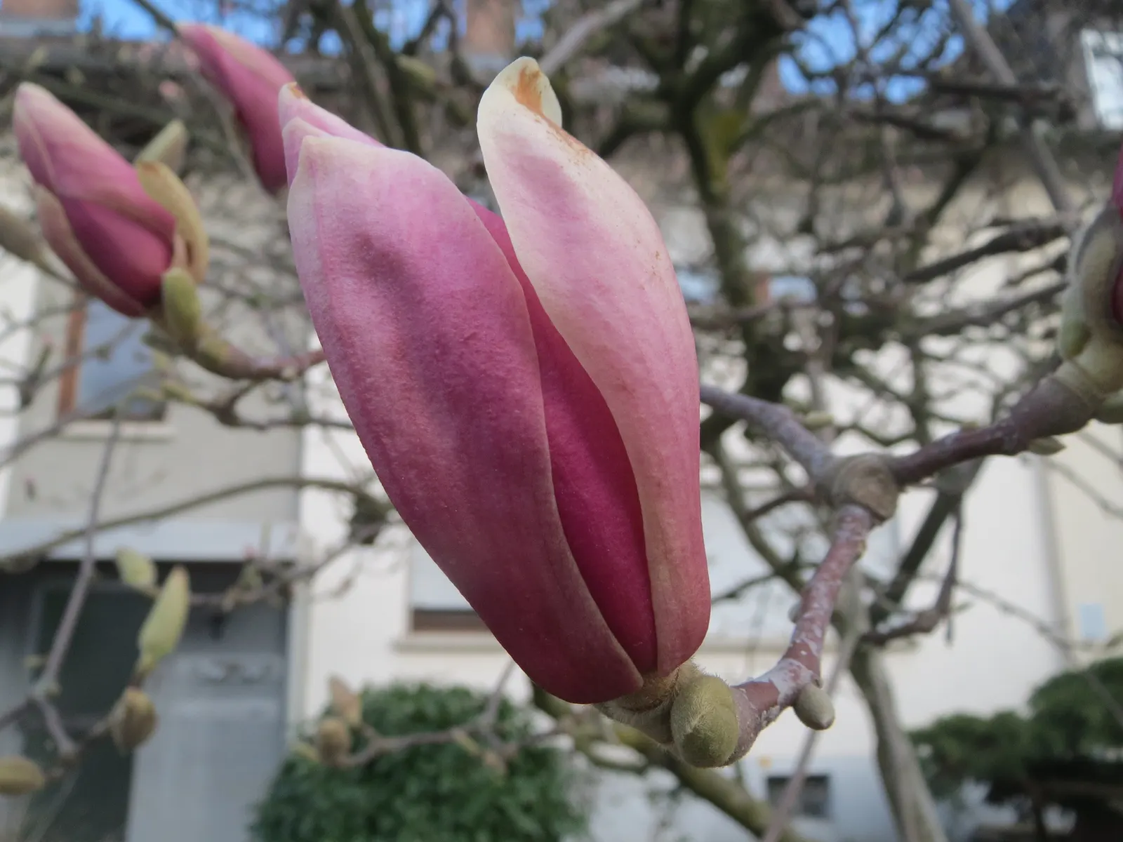 Saucer Magnolia, Tulip Tree (Magnolia X Soulangeana) — adding seasonal interest.<br><br>When designing with Saucer Magnolias in mind; the blossoms exhibit a