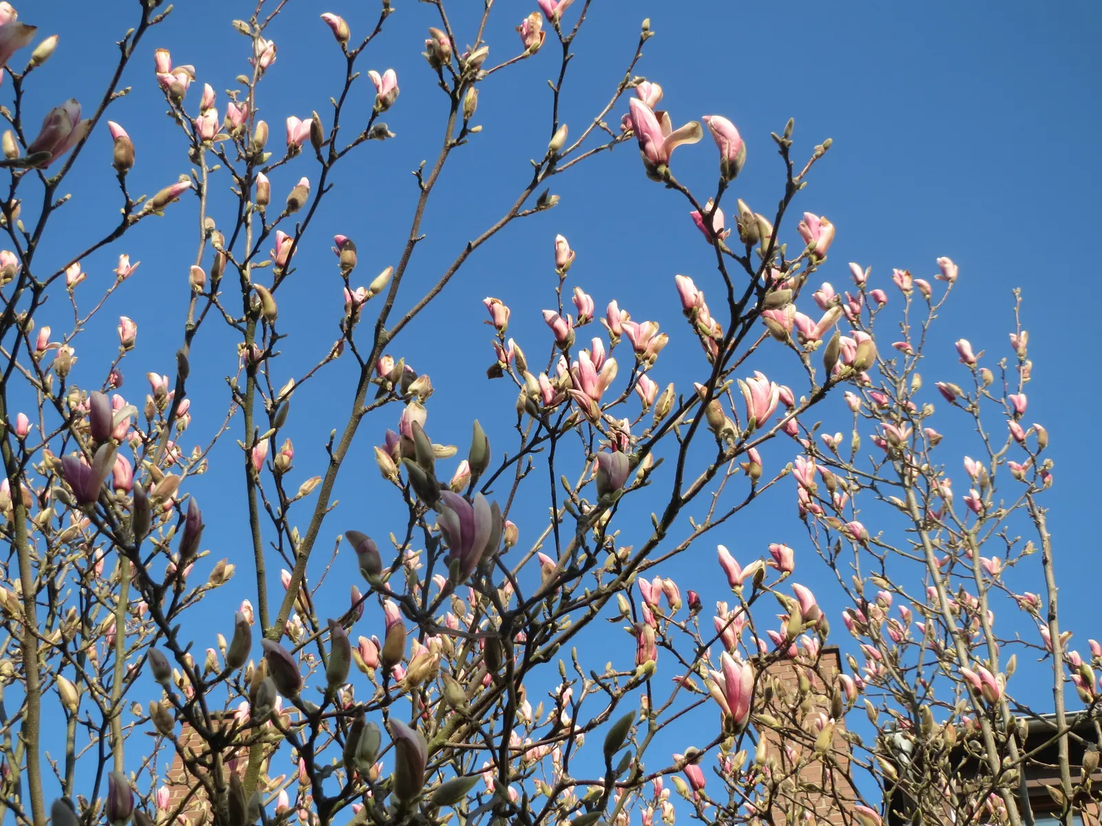 Saucer Magnolia, Tulip Tree (Magnolia X Soulangeana) — This tree also requires minimal pruning; pink flowers in the garden