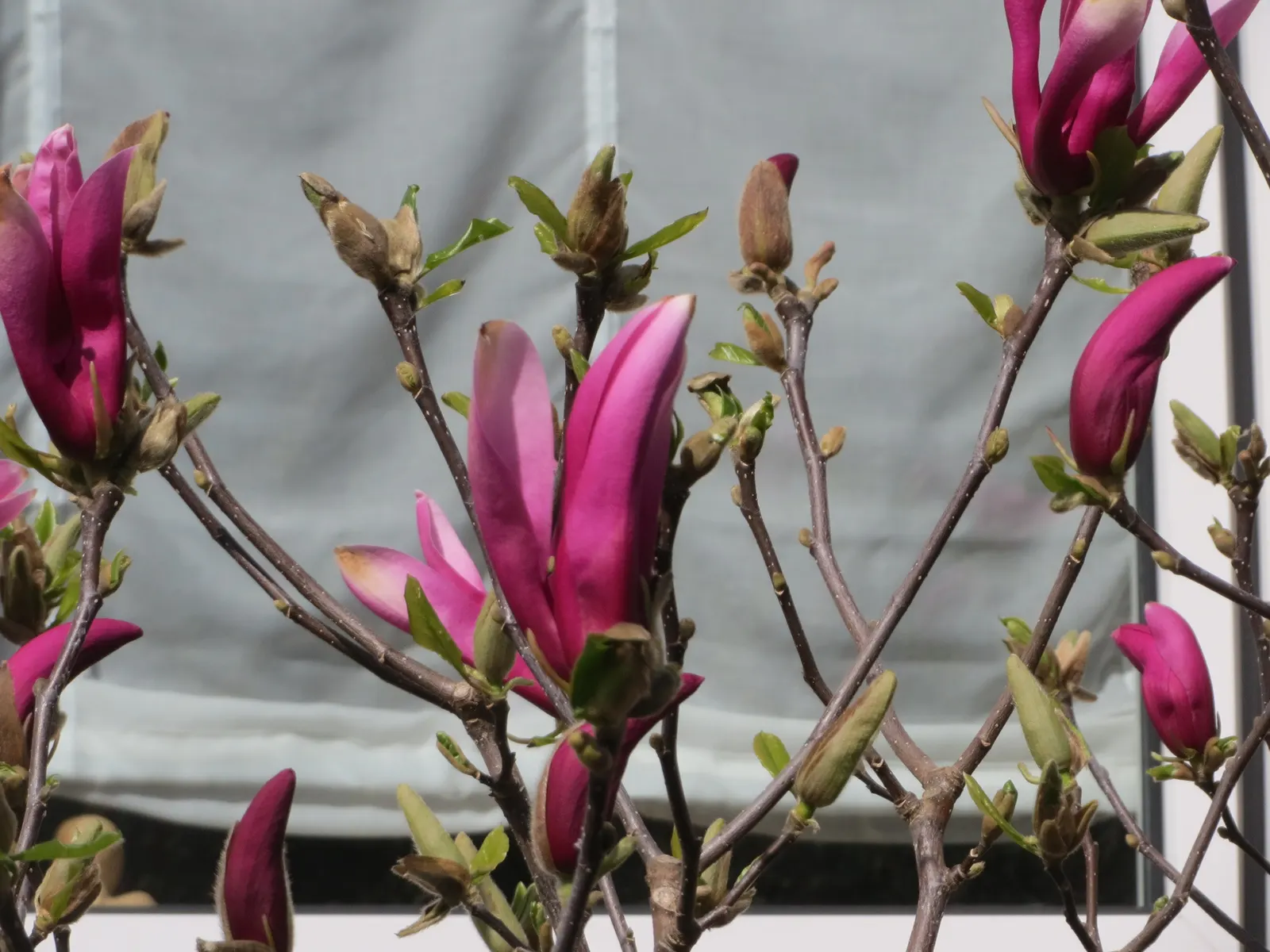 Saucer Magnolia, Tulip Tree (Magnolia X Soulangeana) — primarily for shaping and removing any dead or damaged wood; saucer-shaped flowers that can, image 122