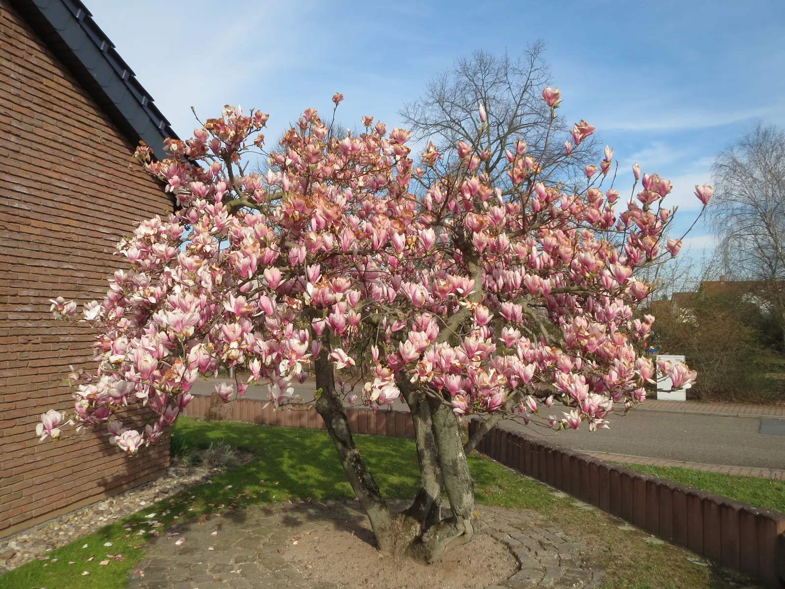 Saucer Magnolia, Tulip Tree (Magnolia X Soulangeana) — The blossoms exhibit a gradient of hues