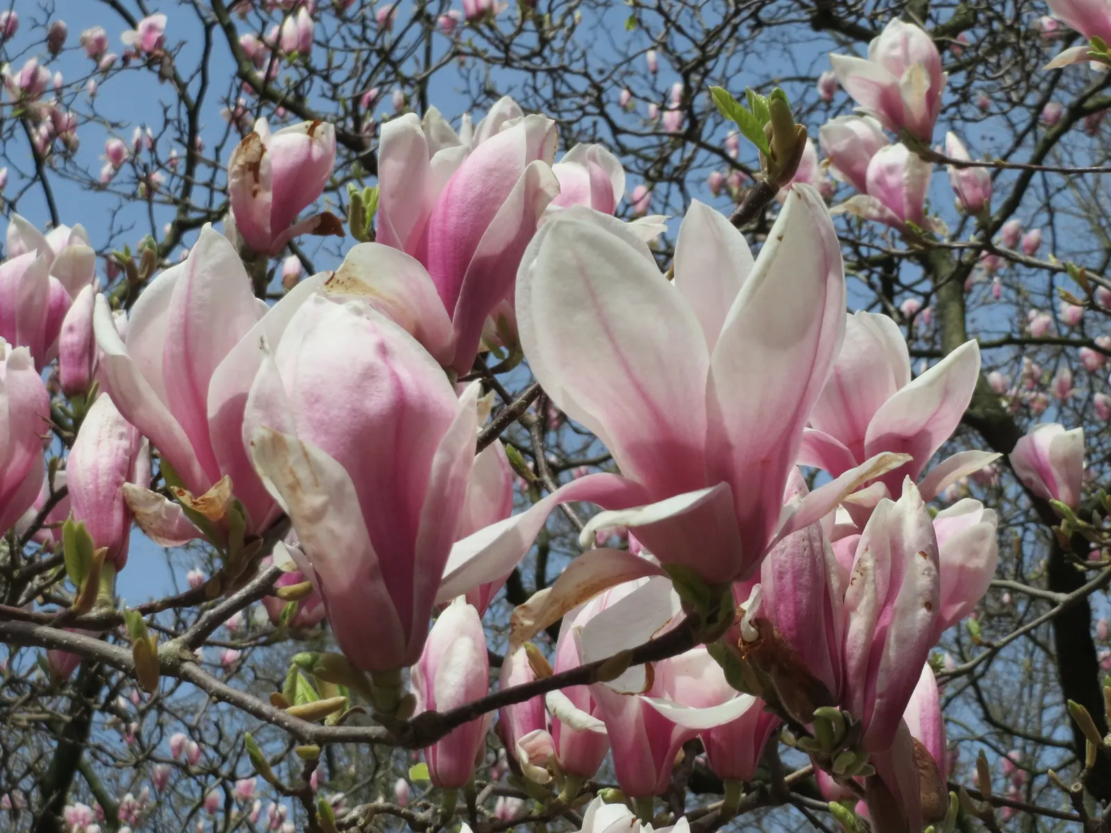 Saucer Magnolia, Tulip Tree (Magnolia X Soulangeana) — It's important to provide adequate space for the spread and to anticipate the moderate growth rate