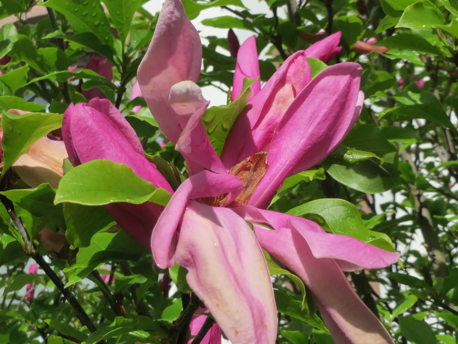 Saucer Magnolia, Tulip Tree (Magnolia X Soulangeana) — primarily for shaping and removing any dead or damaged wood; saucer-shaped flowers that can span up to 8