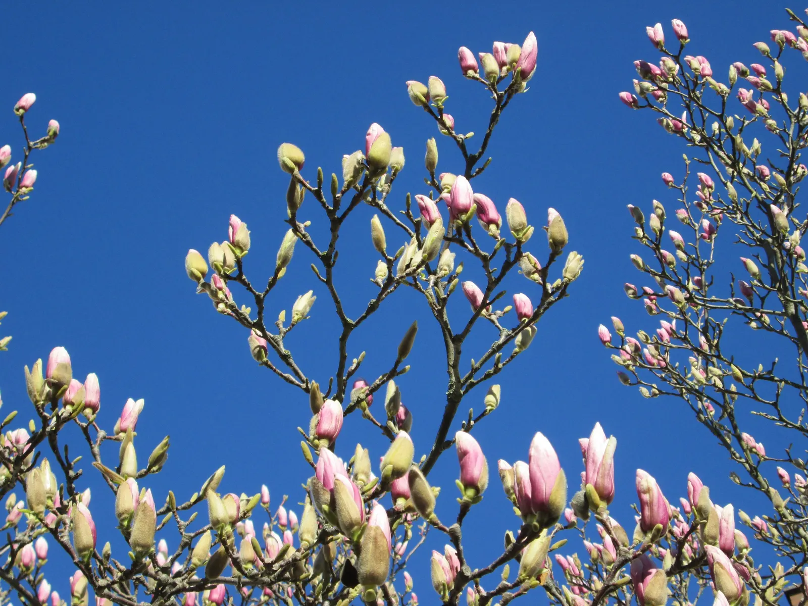Saucer Magnolia, Tulip Tree (Magnolia X Soulangeana) — extending up to 6 inches in length; they prefer full sun to partial shade exposures for, image 61