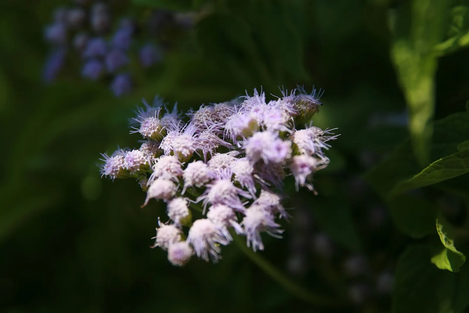 Blue Mist Flower (Eupatorium Coelestinum) — Featuring clusters of fuzzy, true-blue blooms, it reaches a height of 2-3 feet and spreads 2-3 feet wide