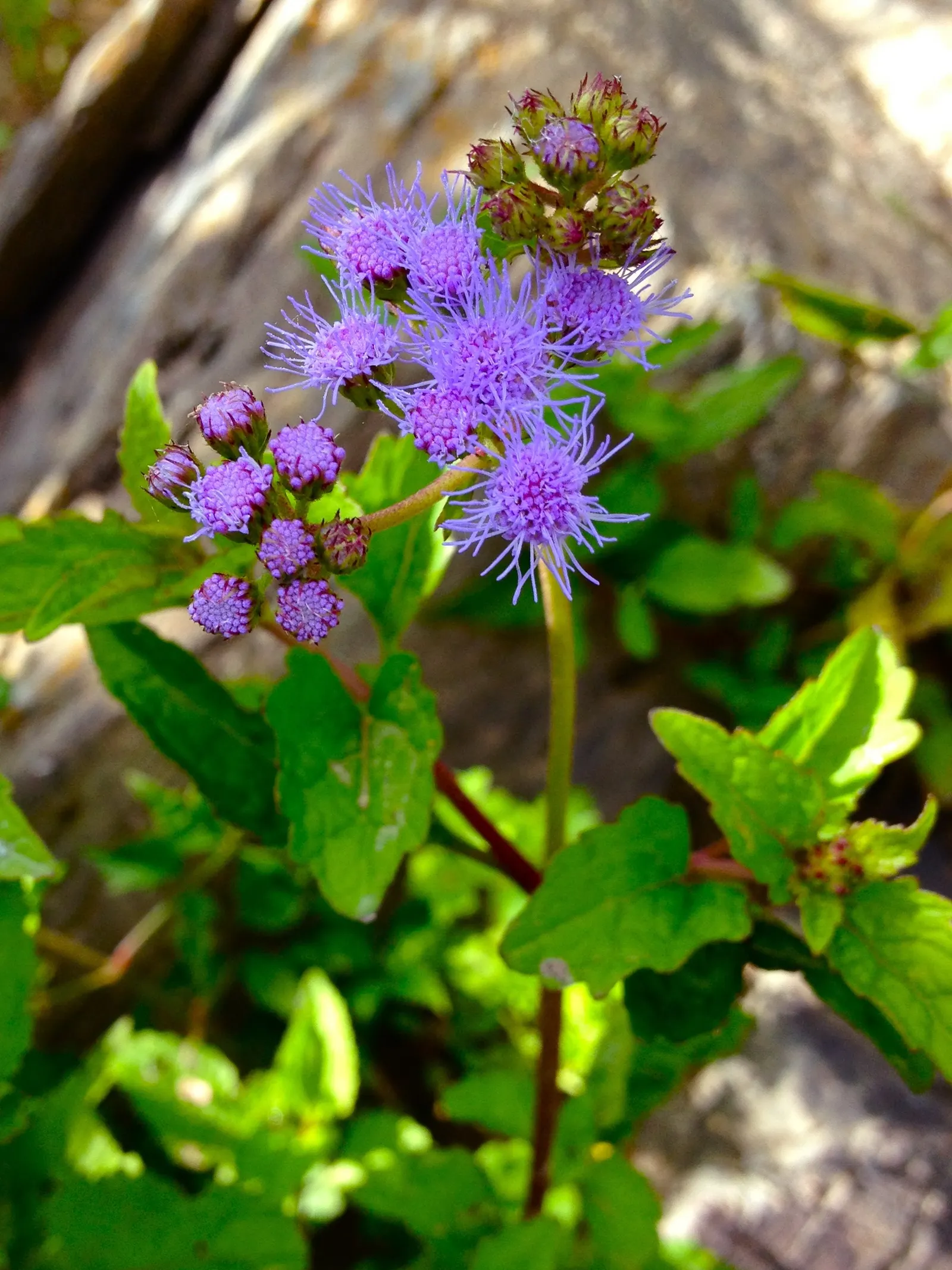 Blue Mist Flower (Eupatorium Coelestinum) — well-drained soils; however