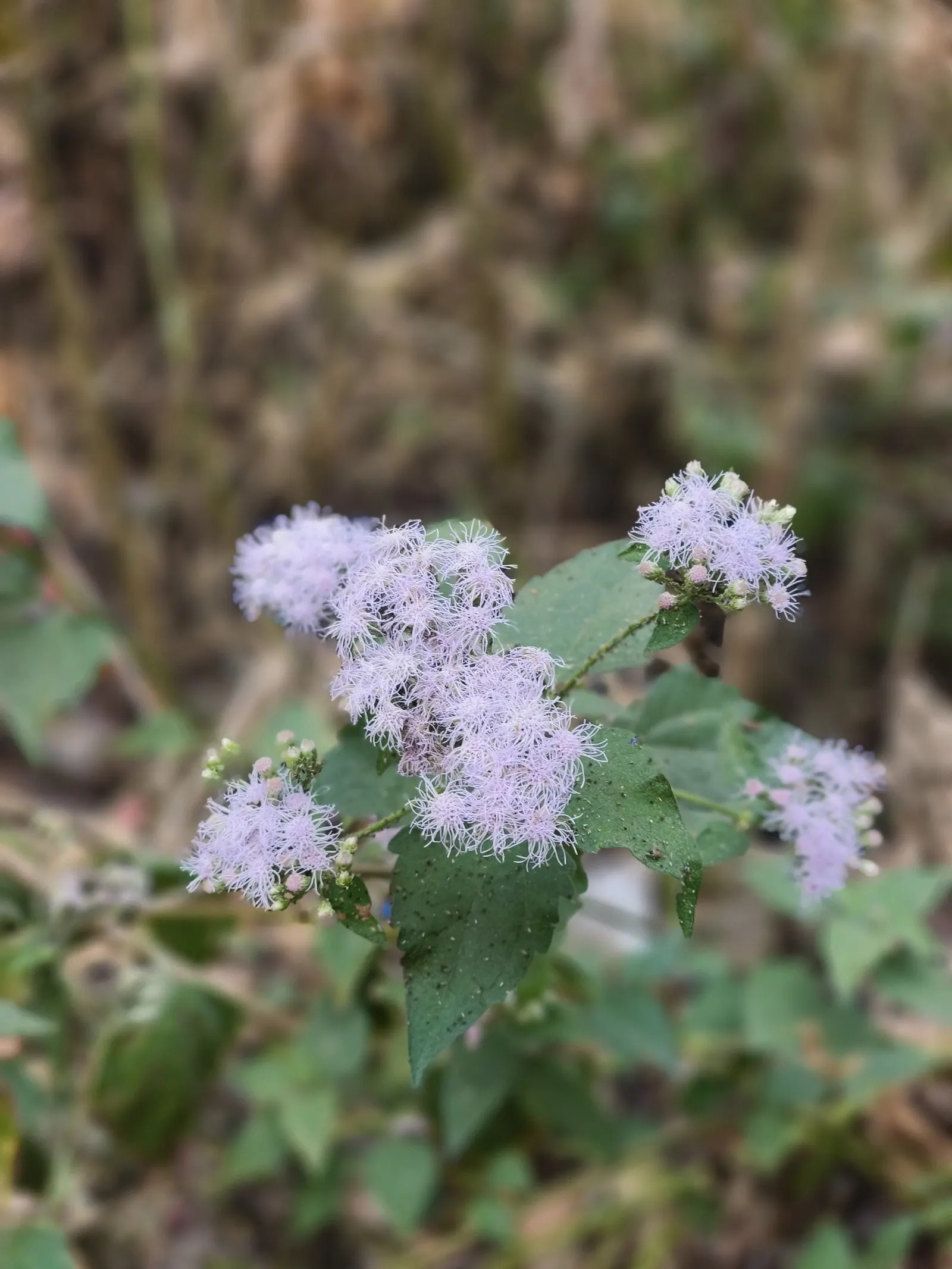Blue Mist Flower (Eupatorium Coelestinum) — and other beneficial insects find the nectar and pollen irresistible