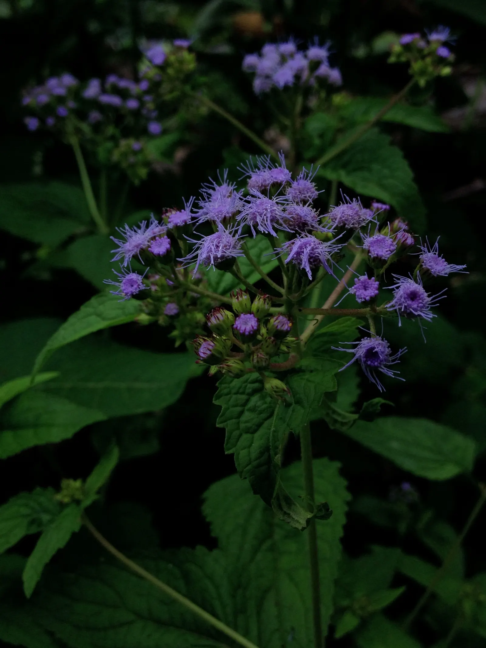 Blue Mist Flower (Eupatorium Coelestinum) — With its low maintenance and showy presence