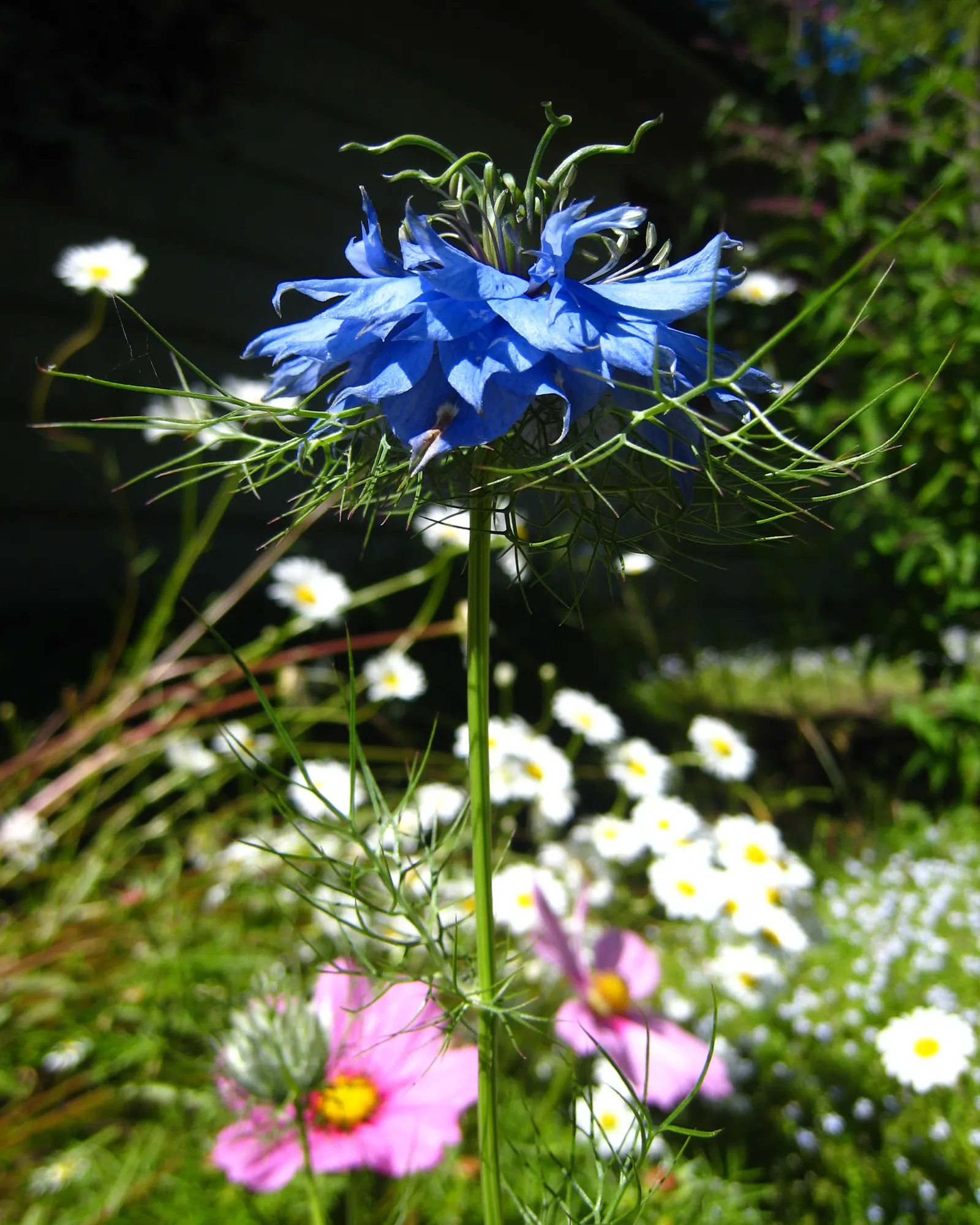 Blue Mist Flower (Eupatorium Coelestinum) — with fuzzy tufts of true blue flowers that are roughly 0.5 inches in diameter