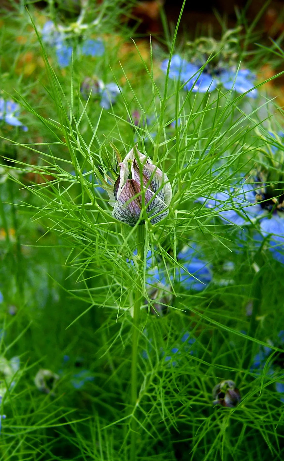 Blue Mist Flower (Eupatorium Coelestinum) — the Blue Mist Flower flourishes in moist