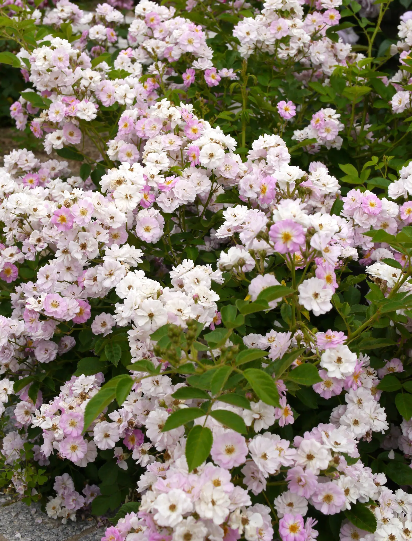 Blue Mist Flower (Eupatorium Coelestinum) — adding a dynamic element to the landscape