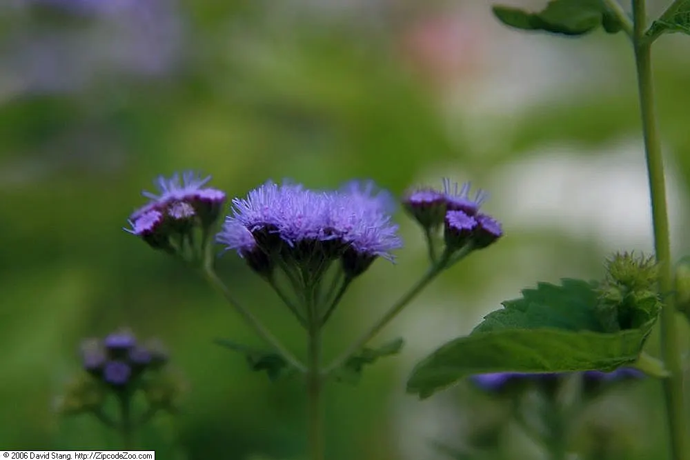 Blue Mist Flower (Eupatorium Coelestinum) — is a North American native perennial