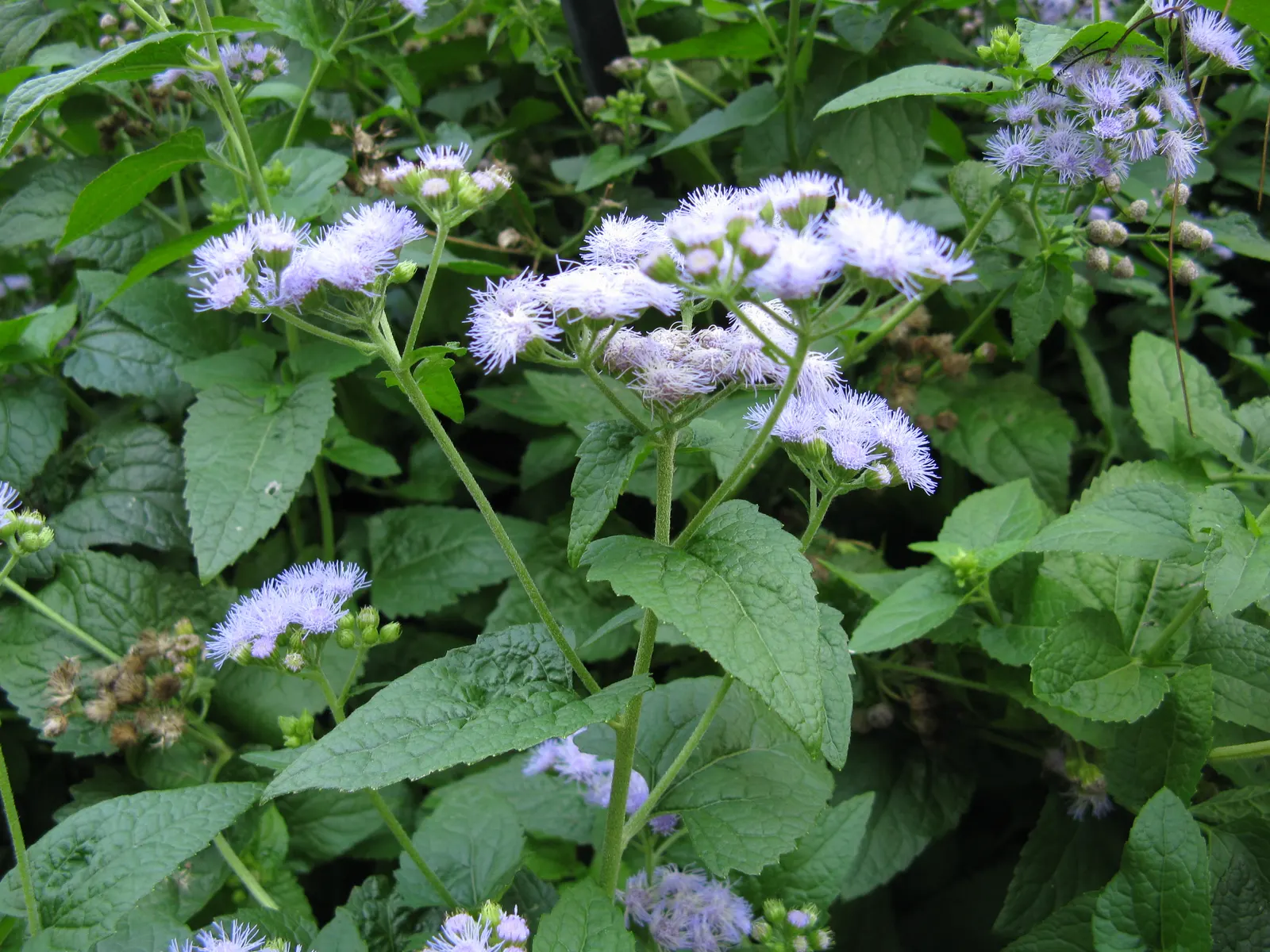 Blue Mist Flower (Eupatorium Coelestinum) — The plant blooms from late summer through fall