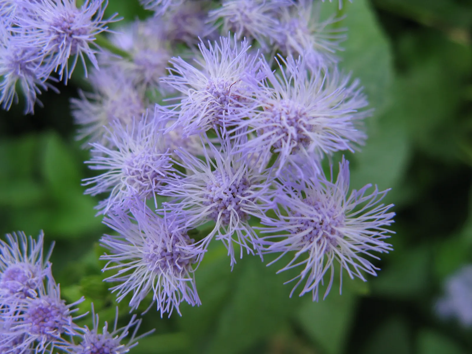 Blue Mist Flower (Eupatorium Coelestinum) — it is remarkably adaptable and can tolerate periods of dryness