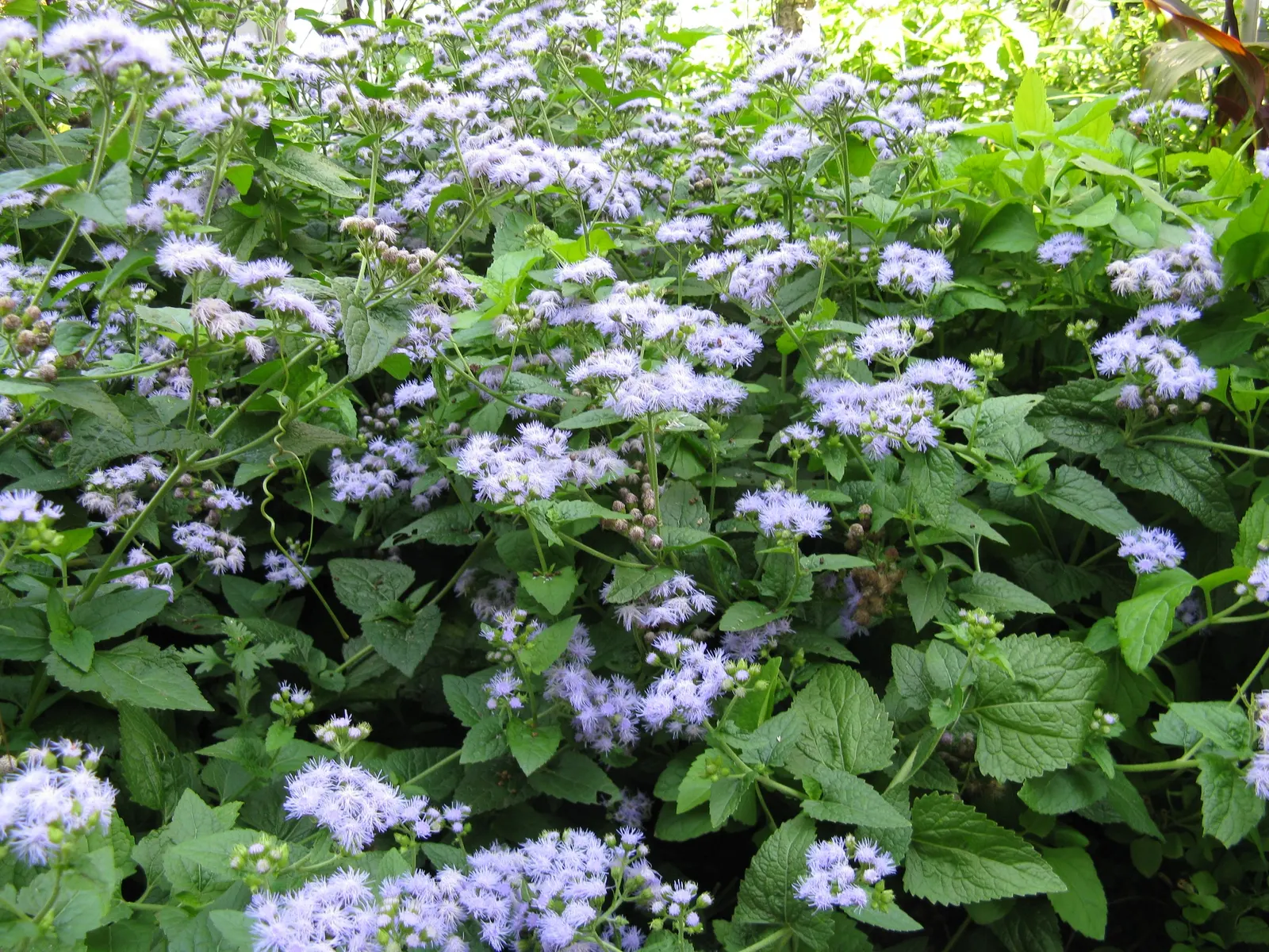 Blue Mist Flower (Eupatorium Coelestinum) — also known as Hardy Ageratum