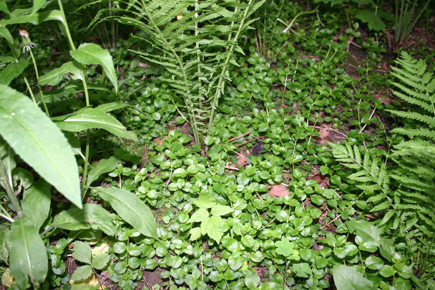 Creeping Jennie, Moneywort (Lysimachia Nummularia) — ideal for cascading over walls or pots in zones 3-9