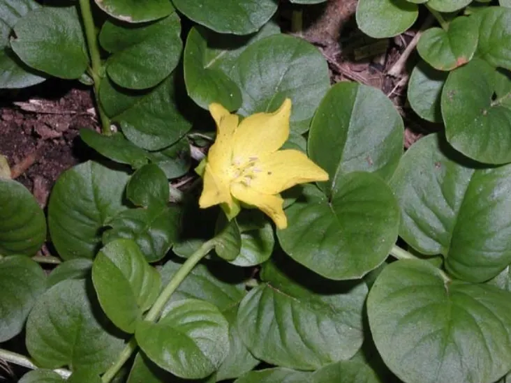 Creeping Jennie, Moneywort (Lysimachia Nummularia) — Its vibrant, coin-shaped leaves are a golden-green, offering a vivid splash of color