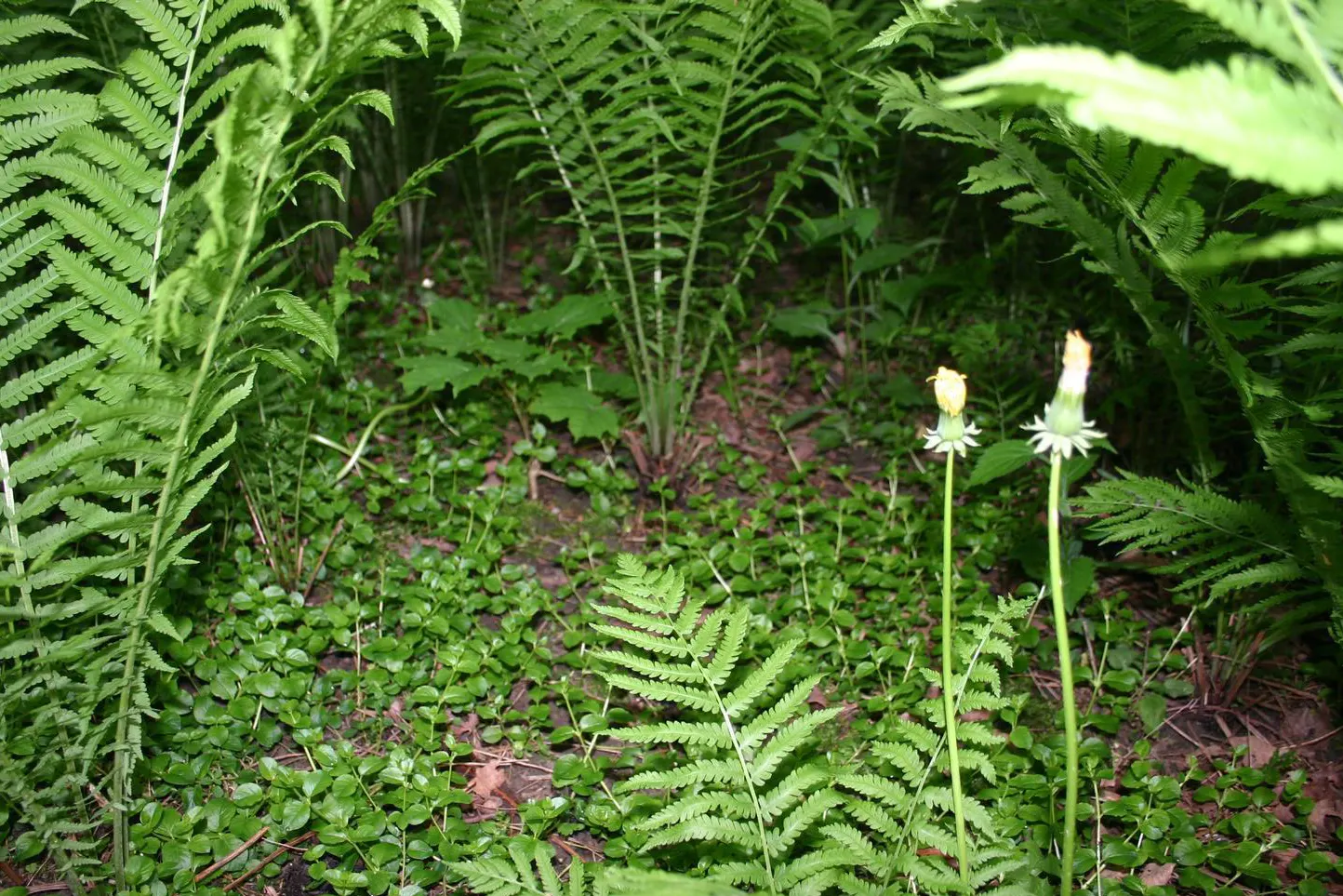 Creeping Jennie, Moneywort (Lysimachia Nummularia) — It reaches heights up to 2 inches and can spread extensively