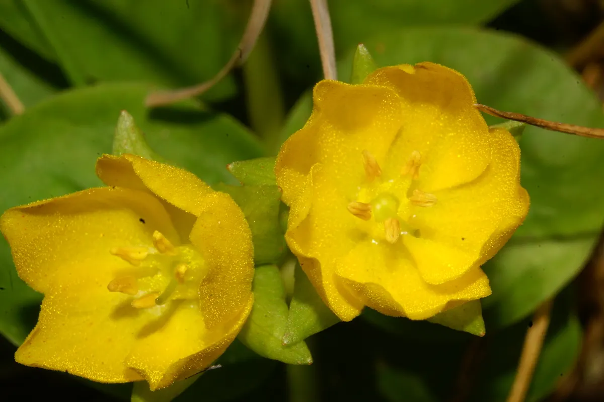 Creeping Jennie, Moneywort (Lysimachia Nummularia) — scientifically known as Lysimachia nummularia