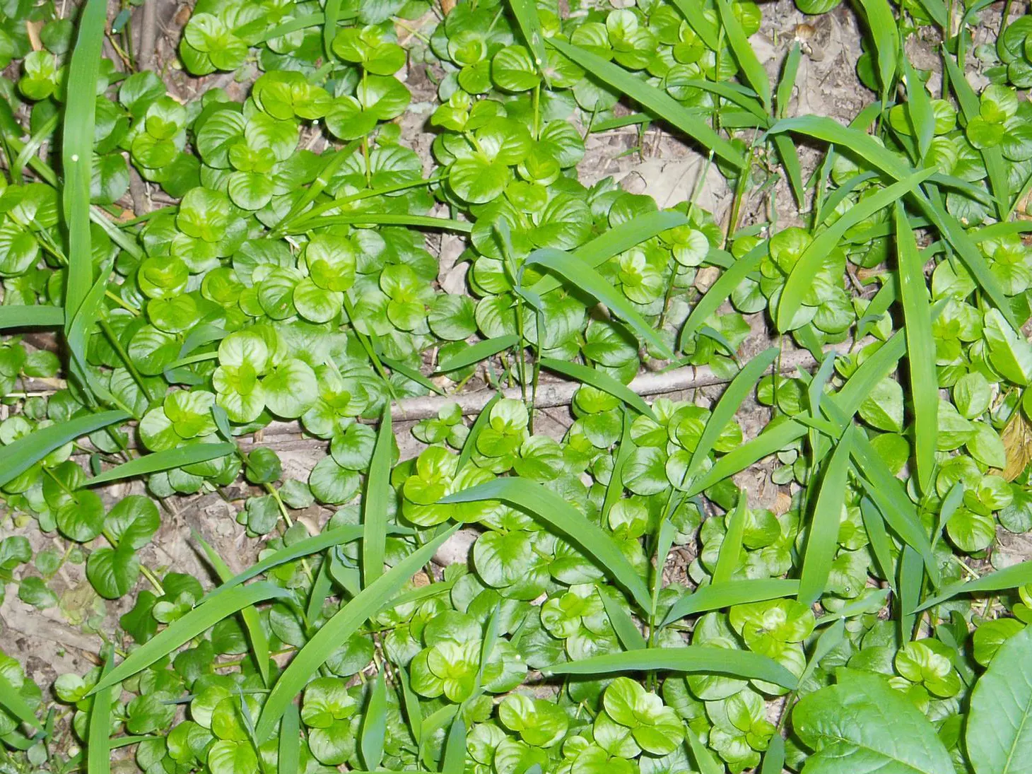 Creeping Jennie, Moneywort (Lysimachia Nummularia) — Creeping Jenny thrives in moist, well-drained soil and enjoys full sun to partial shade
