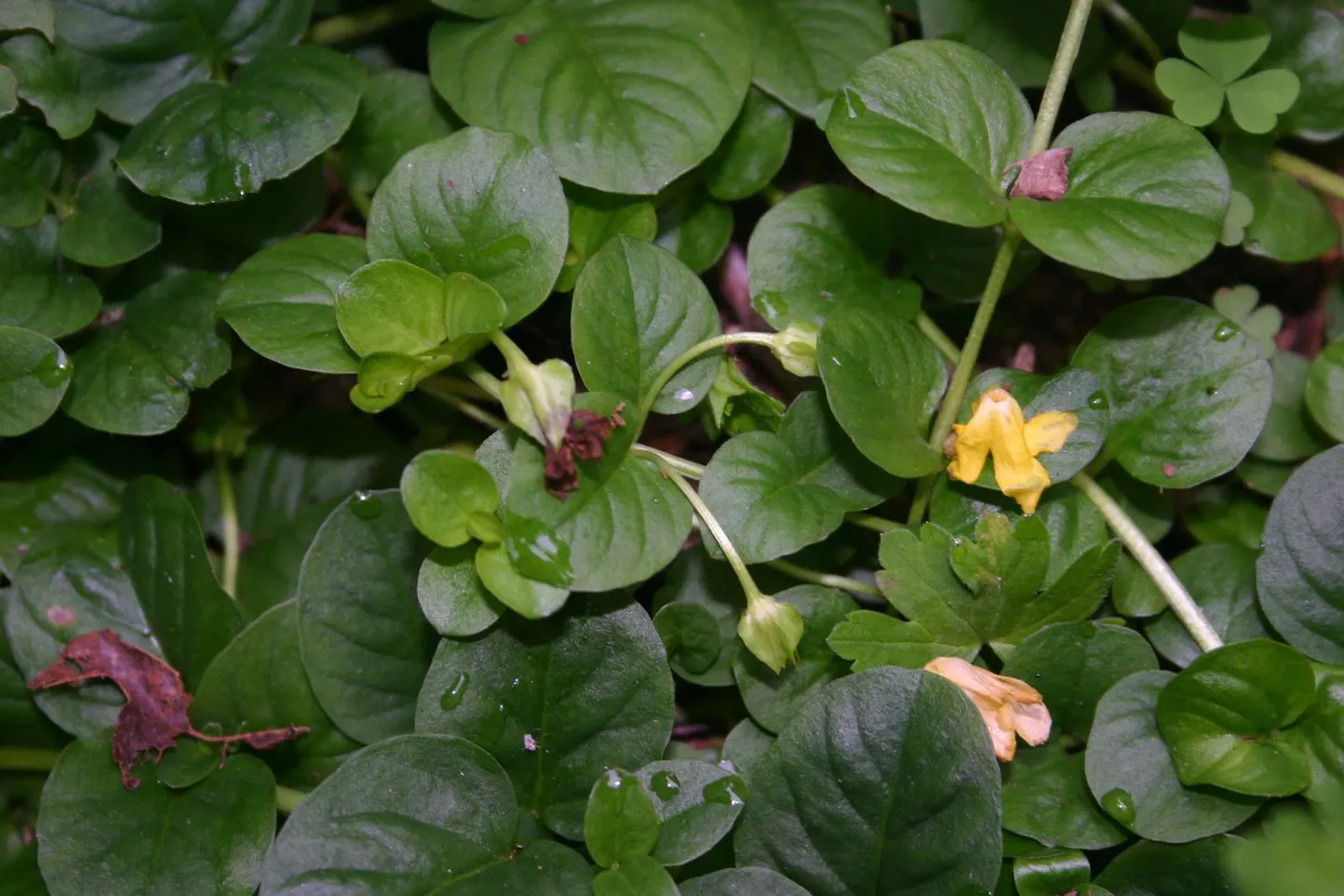 Creeping Jennie, Moneywort (Lysimachia Nummularia) — Lysimachia nummularia, commonly known as Creeping Jenny or Moneywort, is a fast-growing perennial
