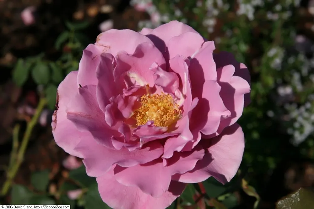 Angel Face Garden Rose (Rosa 'Angel Face') — offering excellent disease resistance and continuous blooming from late spring to early fall