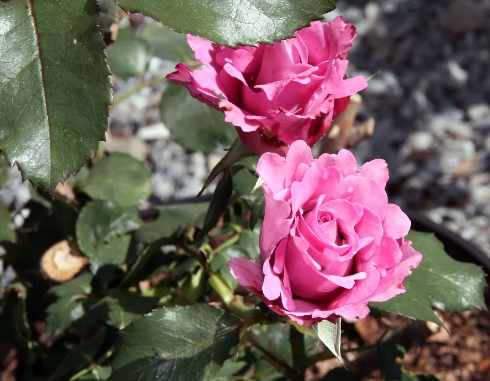Angel Face Garden Rose (Rosa 'Angel Face') — As an assistant landscape architect