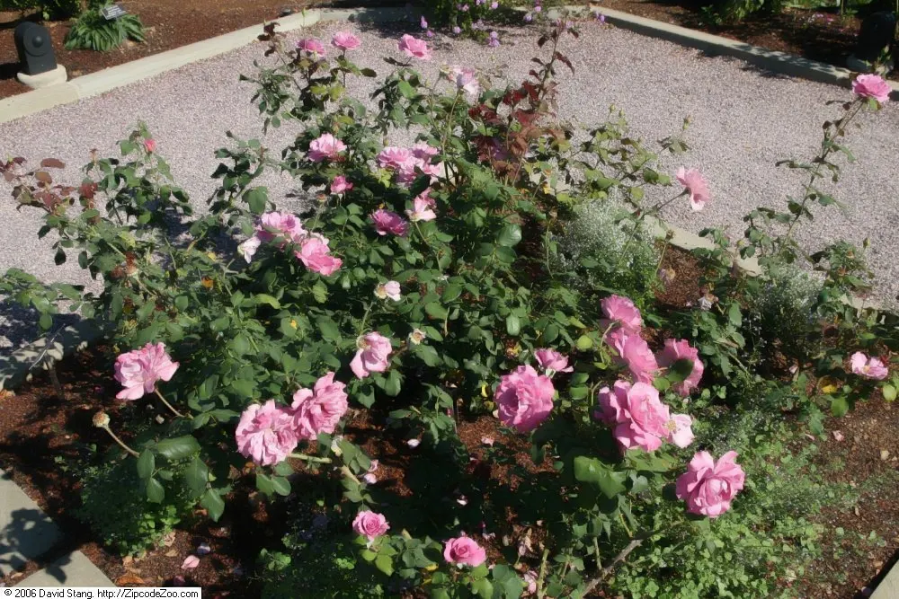 Angel Face Garden Rose (Rosa 'Angel Face') — It requires full sun exposure and well-drained soil