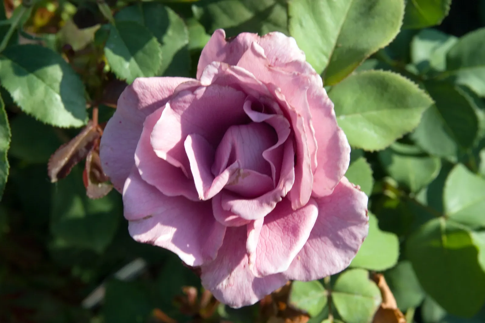 Angel Face Garden Rose (Rosa 'Angel Face') — allowing it to blend seamlessly into mixed beds