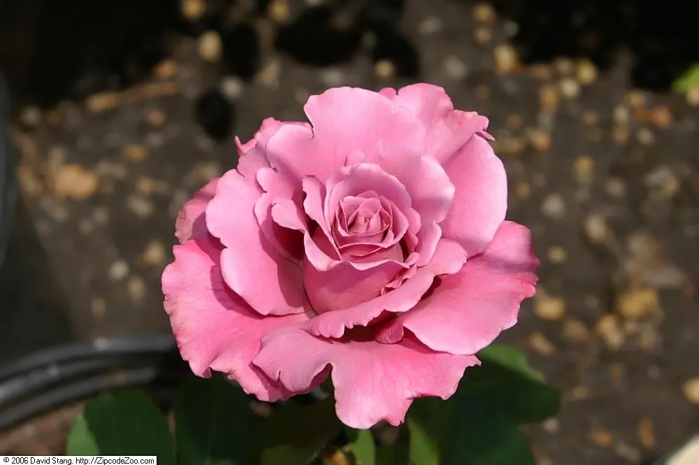 Angel Face Garden Rose (Rosa 'Angel Face') — with a spread of 2 to 3 feet