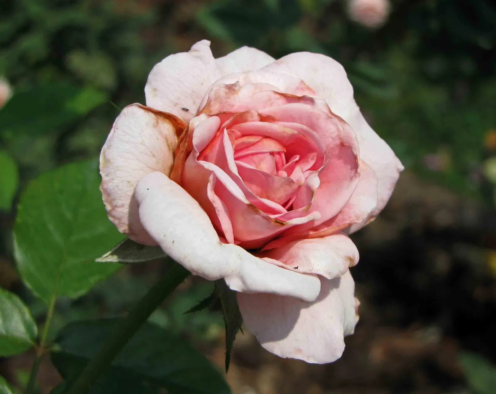 Angel Face Garden Rose (Rosa 'Angel Face') — The Rosa 'Angel Face' is a Floribunda garden rose that boasts an enchanting lavender-mauve coloration